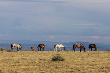 Naklejka na ściany i meble Herd of Wild Horses in the High Desert in Summer