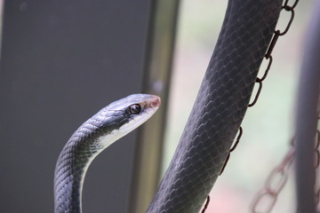 Naklejka premium Black racer snake.