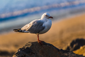 A bird resting on a rock