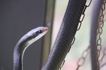 Black racer snake.