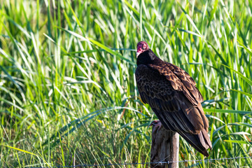 Turkey Vulture on fence post