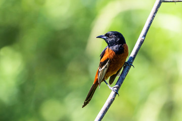 Orchard Oriole perched on a branch