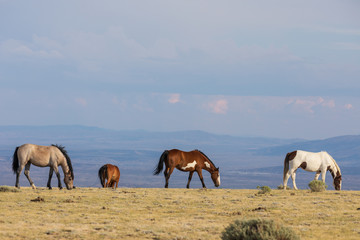 Fototapeta na wymiar Herd of Wild Horses in the High Desert in Summer