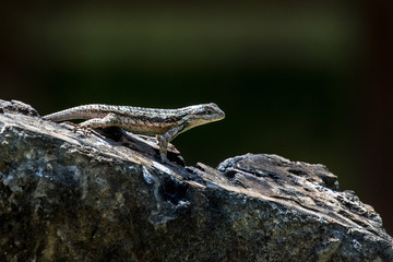 Spindy lizard on a rock