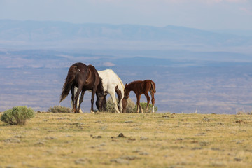 Obraz premium Herd of Wild Horses in the High Desert in Summer