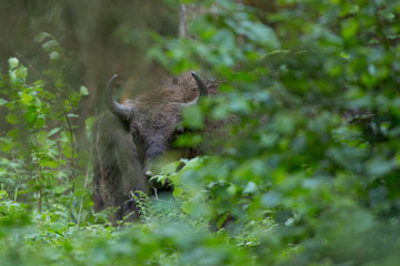 Fototapeta na wymiar European bison - Bison bonasus in the Knyszyn Forest (Poland)