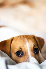 Jack Russell Terrier puppy lying on the bed