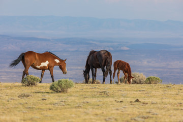 Herd of Wild Horses in the High Desert in Summer