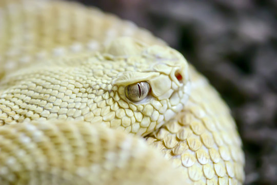 Coiled albino snake eye