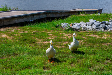 ducks on green grass