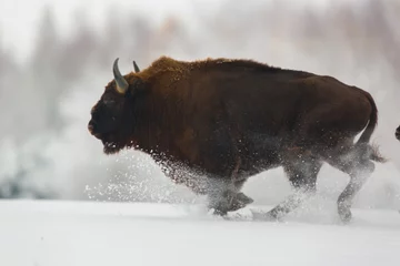 Foto op Plexiglas Europese bizon - Bison bonasus in het Knyszyn-woud (Polen) © szczepank