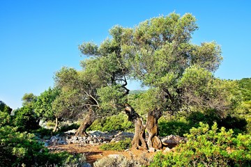 Greece, the island of Ithaki -old olive tree