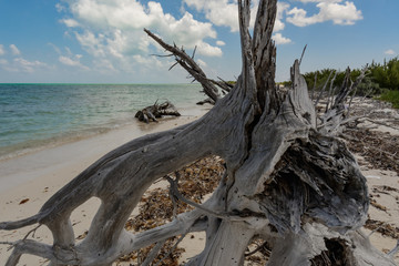 Fototapeta na wymiar Beach of the Caribbean sea in Mexico with driftwood, shallow water and clouds