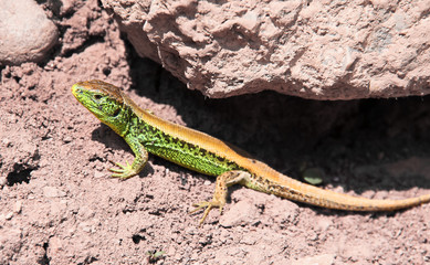 Common lizard but rare color variant (Lacerta agilis chersonensis erythronotus)