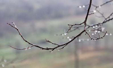 Fototapeta na wymiar Rain drops on the trees