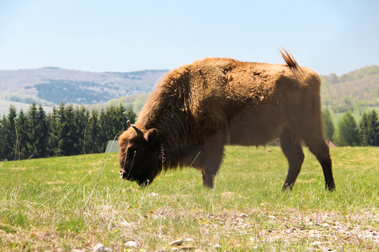European bison in the wild