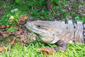 Iguana on the grass, in a natural environment, in Mexico