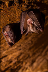 Close up two small sleeping horseshoe bat covered by wings, hanging upside down on top of cold natural rock cave while hibernating. Wildlife photography. Creatively illuminated blurry background.