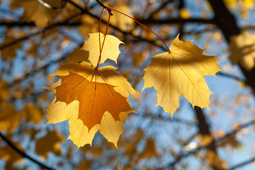 Fototapeta na wymiar Ahornblätter am Baum im Herbst