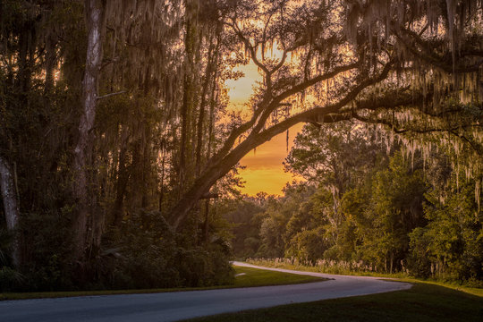 Tree Shine
