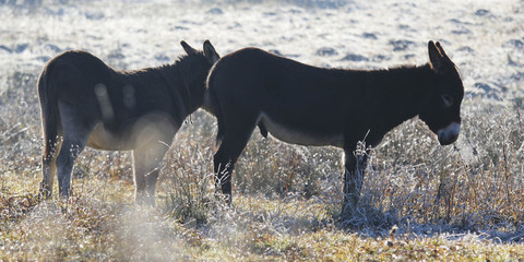 Frozen donkeys on field