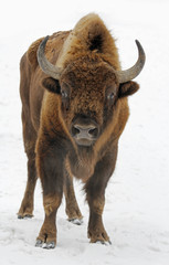 Massive wild isolated bison in the snow © MEDIAIMAG