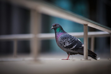 Dove bird, urban style
