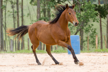 Potro - cavalo quarto de milha