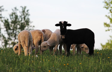 One black lamb and others white grazing the fresh grass of the mountain meadow