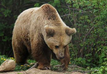 Brown bear looking for food