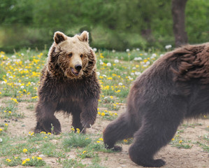 Fototapeta na wymiar Brown bear defending territory
