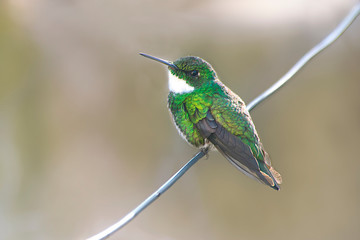 Humming bird perched on a cable          