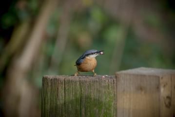 Nuthatch Feeding