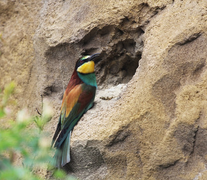 Bee eater colorful bird (Merops) resting on the nest entrance digged into cla