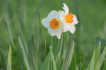 two white narcissus