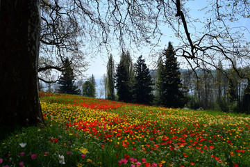Obraz premium Landscape about Tulipfield in bloom, beautiful yellow and red tulips