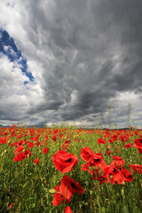 Fototapeta premium Red poppies field waiting the summer storm