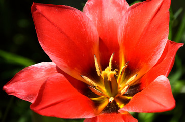 Close up of red blooming tulip in sunny garden, from above