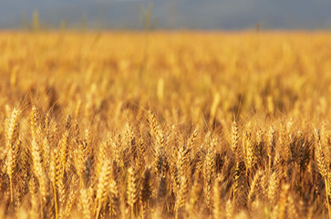 Golden fields of wheat