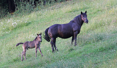 Mare and colt on mountain meadow
