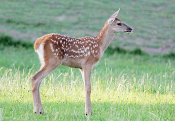 Naklejka na ściany i meble Fallow deer (Dama) baby