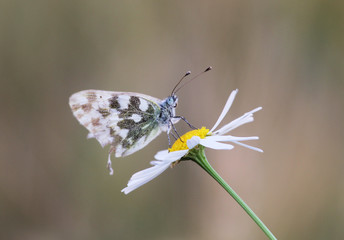 White butterfly on white flower