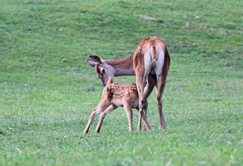 Fallow deer feeding the baby
