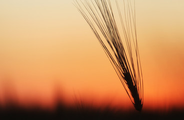Barley at sunset