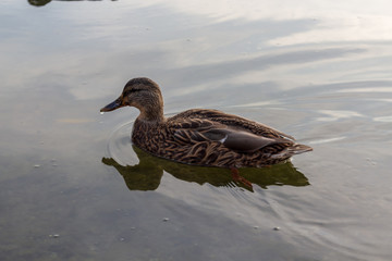 A single duck swimming in calm clear waters.