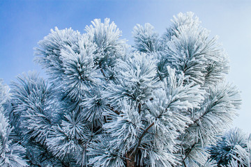 snow covered fir tree branches