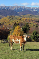 Fototapeta na wymiar Brown cow on alpine meadow