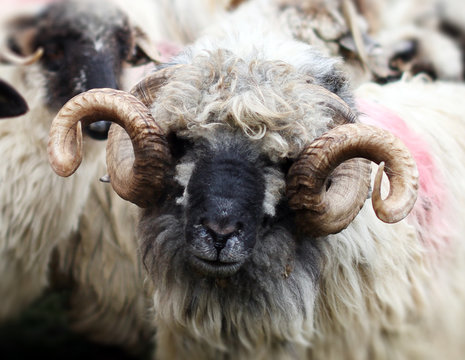 Close portrait of ram with twisted horns - Powered by Adobe