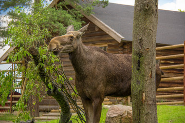 Female moose face portrait in farm. Big, Nordic animal and wooden fences with sunlight. 