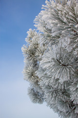 snow covered branches